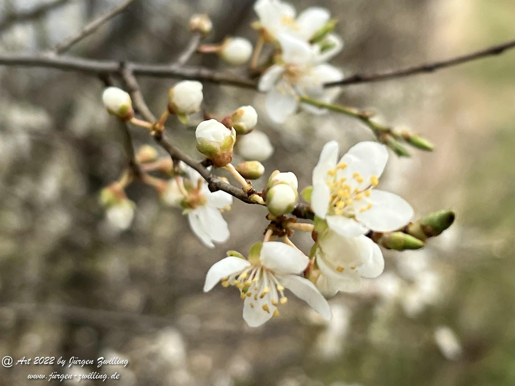 Japanische Kirschblüte  11