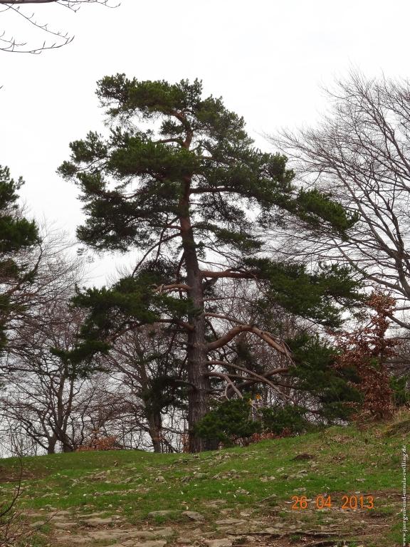 Philosophische Bildwanderung Traufgang Zollernburg-Panorama