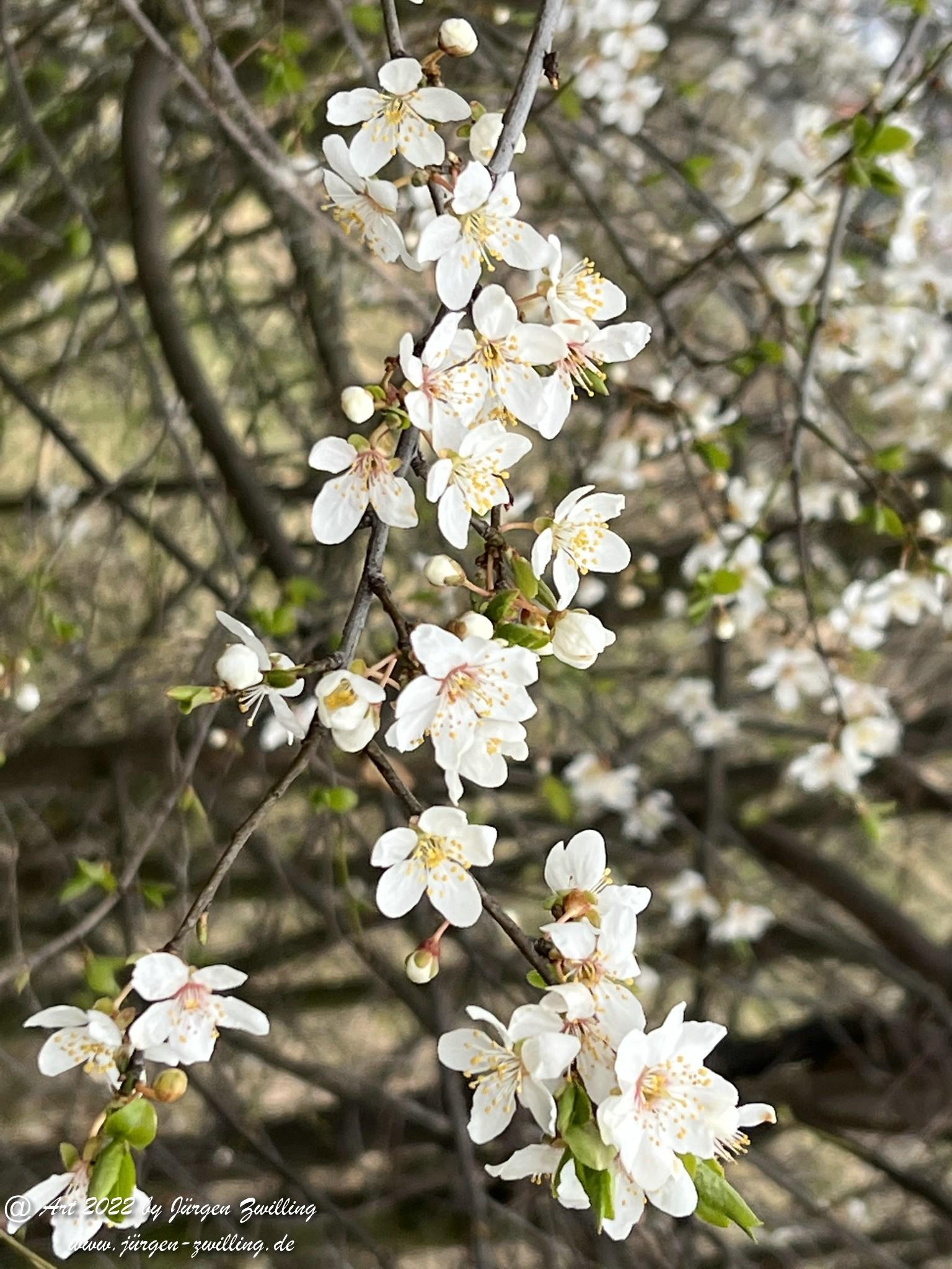 Japanische Kirschblüte  14