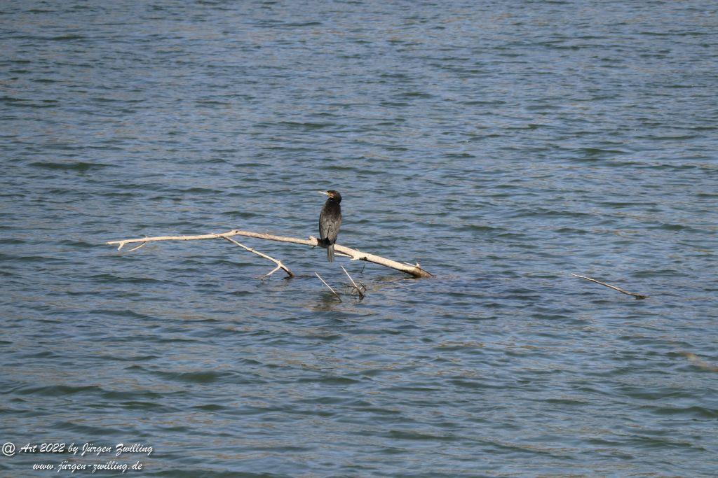 Rheinbilder zwischen Bingen und Ingelheim - Rheinhessen
