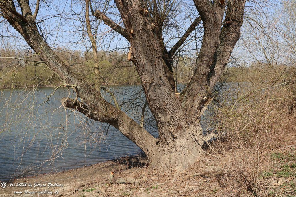 Rheinbilder zwischen Bingen und Ingelheim - Rheinhessen
