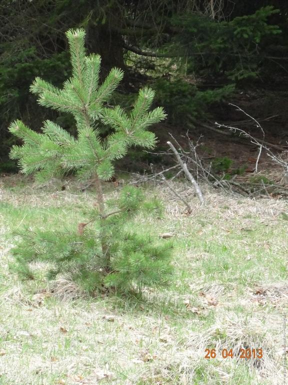 Philosophische Bildwanderung Traufgang Zollernburg-Panorama