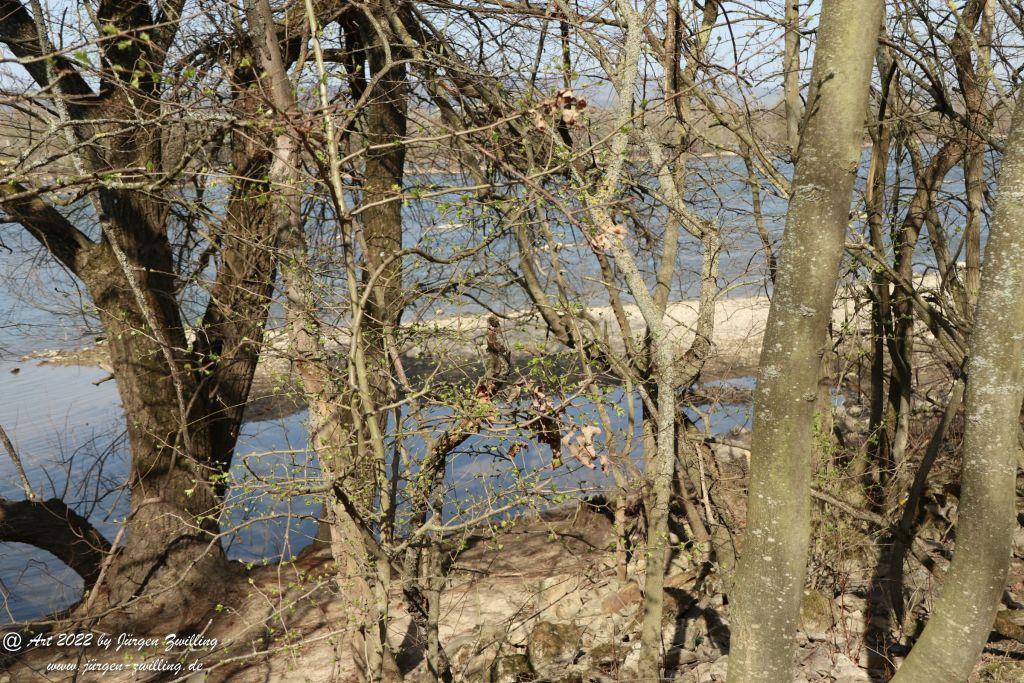 Rheinholz - Bingen - Rheinhessen