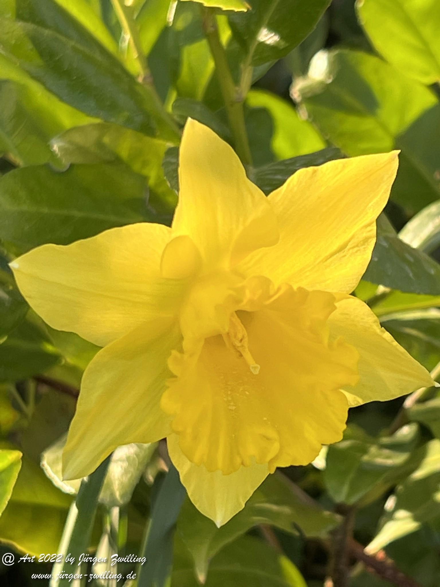 Osterglocken - Gelbe Narzisse 5 