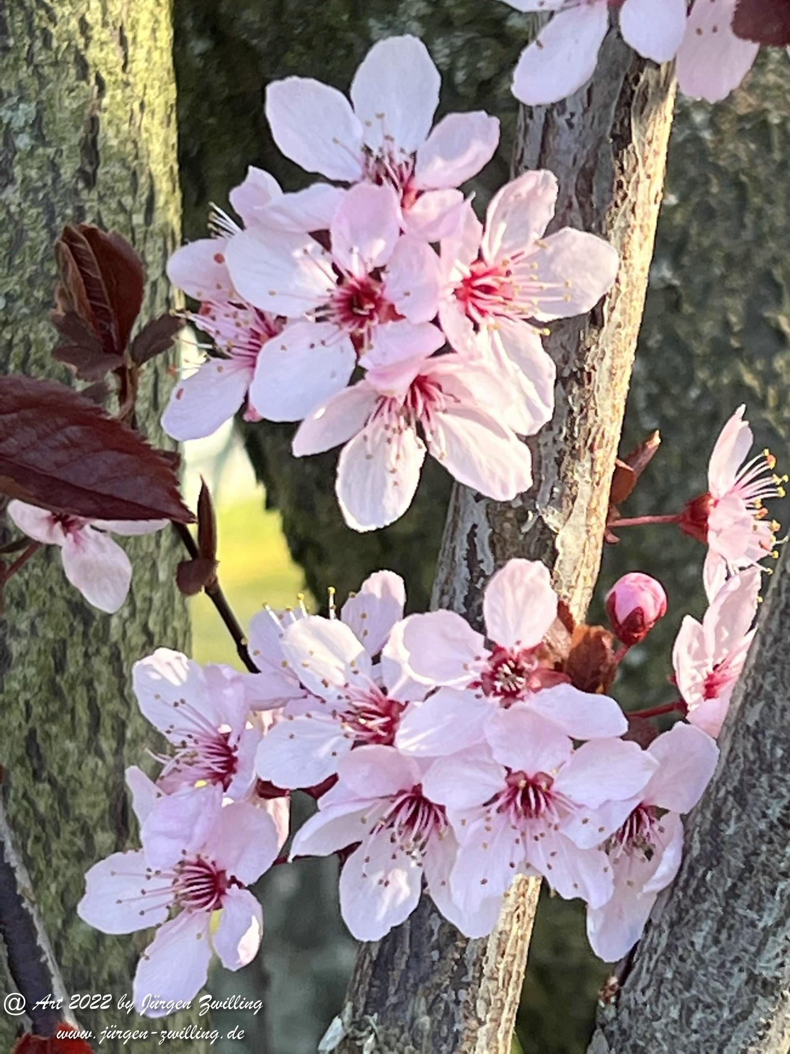 Sakura 3