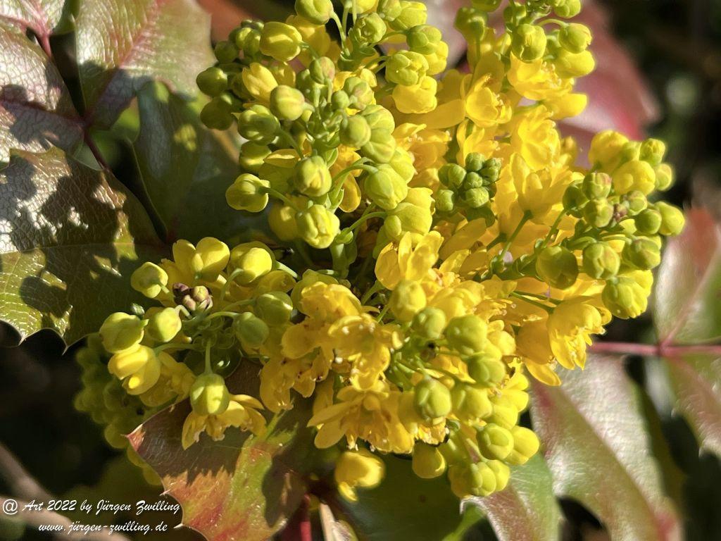 Stechdornblättrige Mahonie - Hackenheim - Rheinhessen