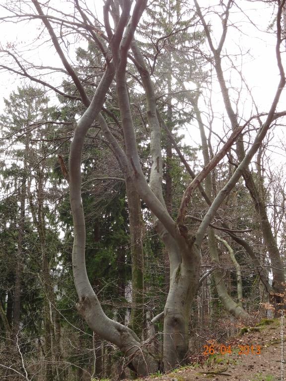 Philosophische Bildwanderung Traufgang  Zollernburg-Panorama