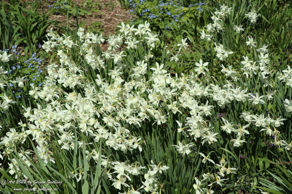 Insel Mainau - Bodensee - Baden-Württemberg