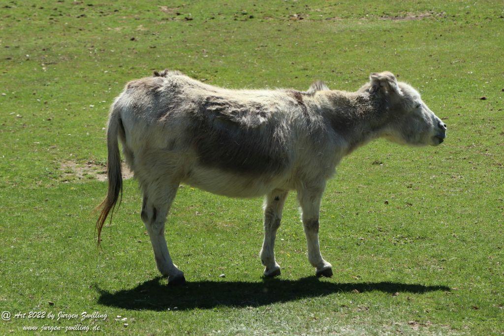 Insel Mainau - Bodensee - Baden-Württemberg