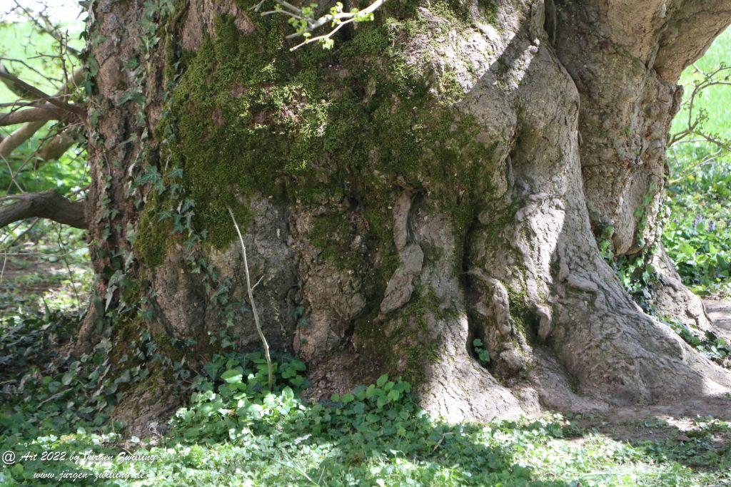 Insel Mainau - Bodensee - Baden-Württemberg
