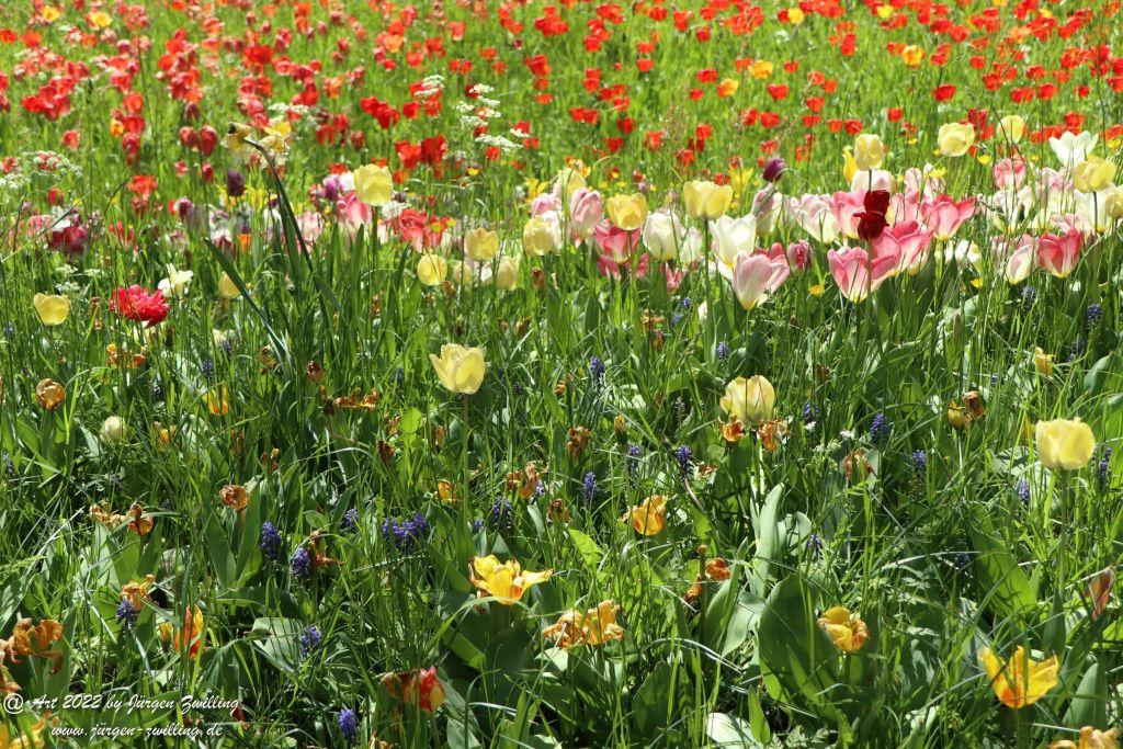 Insel Mainau - Bodensee - Baden-Württemberg