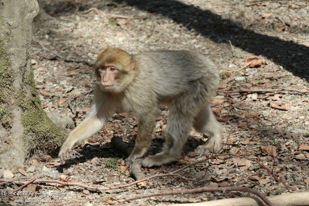 Affenberg Salem mit Störche und Damwild - Bodensee - Baden-Württemberg