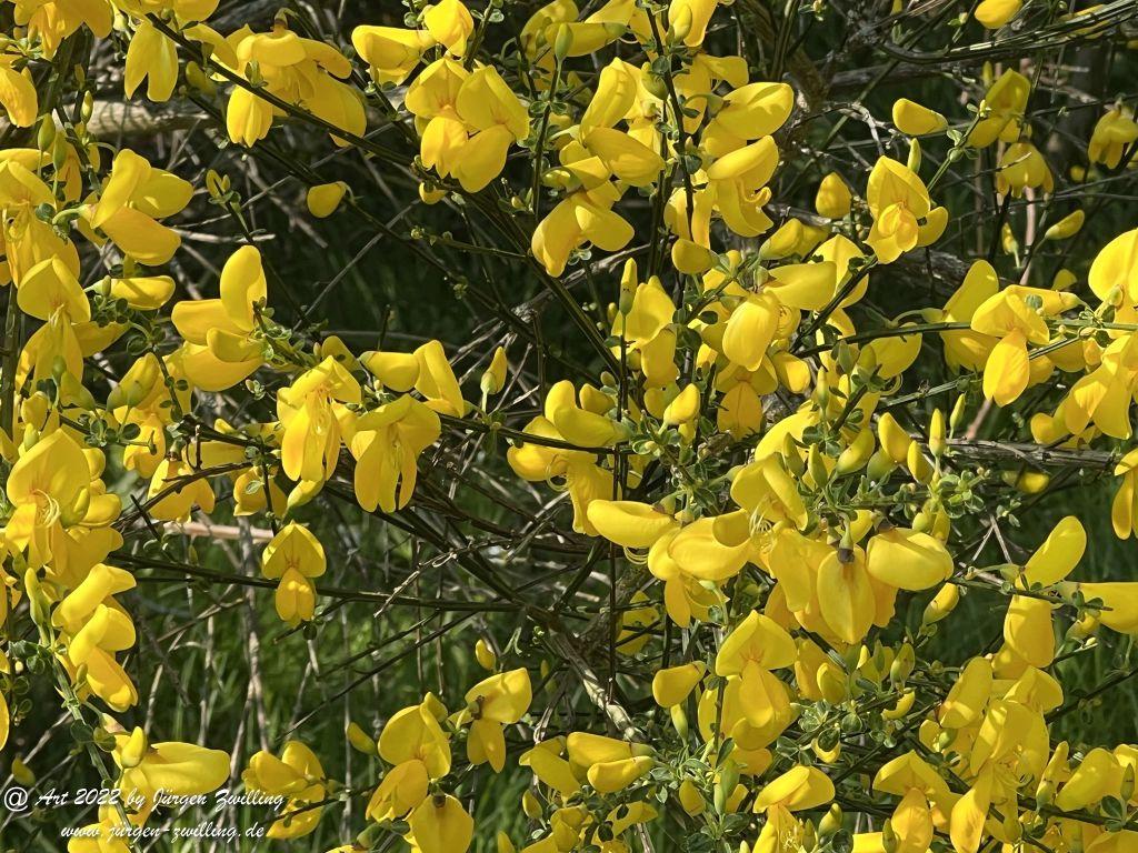 Gelber Ginster - Kuhberg - Bad Kreuznach