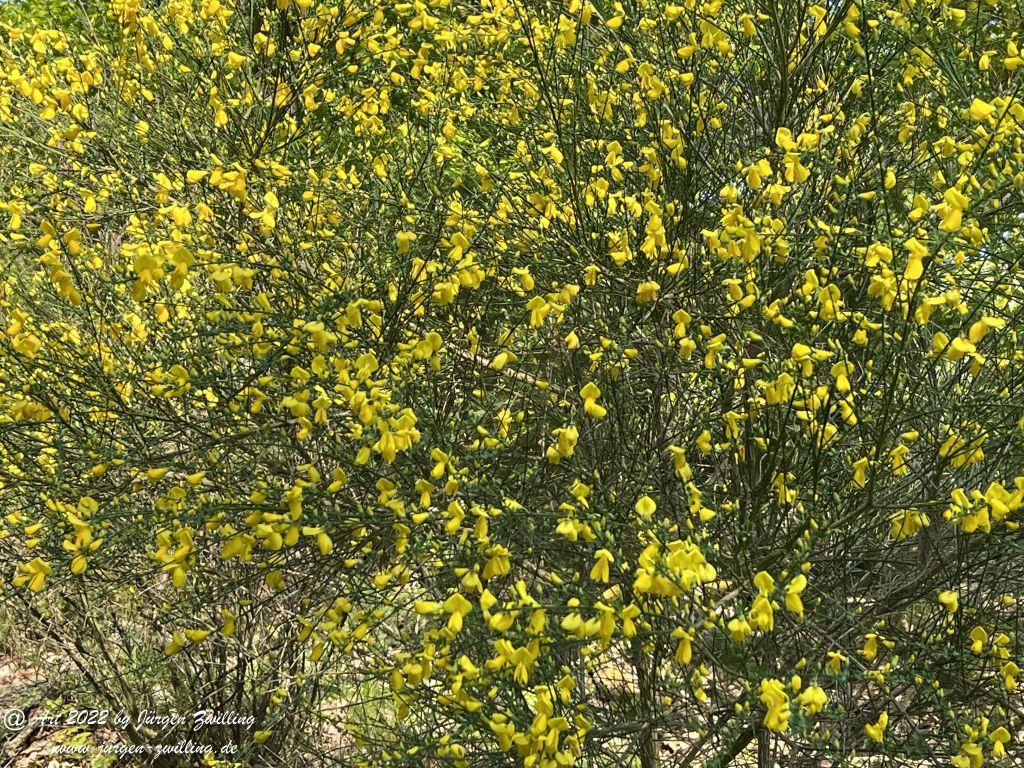 Gelber Ginster - Kuhberg - Bad Kreuznach