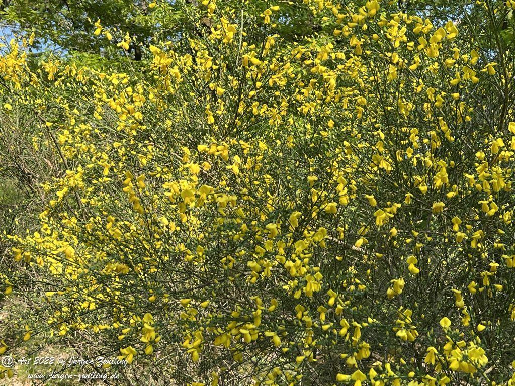 Gelber Ginster - Kuhberg - Bad Kreuznach