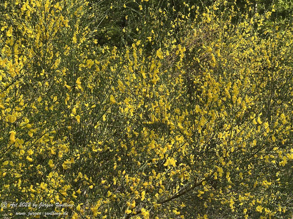 Gelber Ginster - Kuhberg - Bad Kreuznach