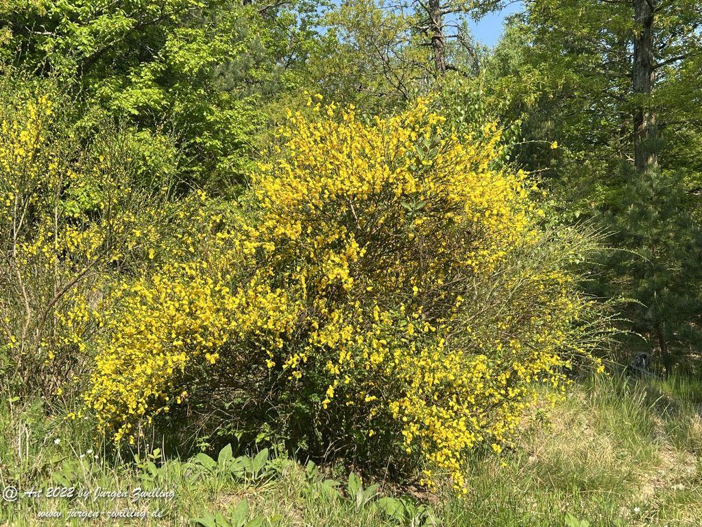 Gelber Ginster - Kuhberg - Bad Kreuznach