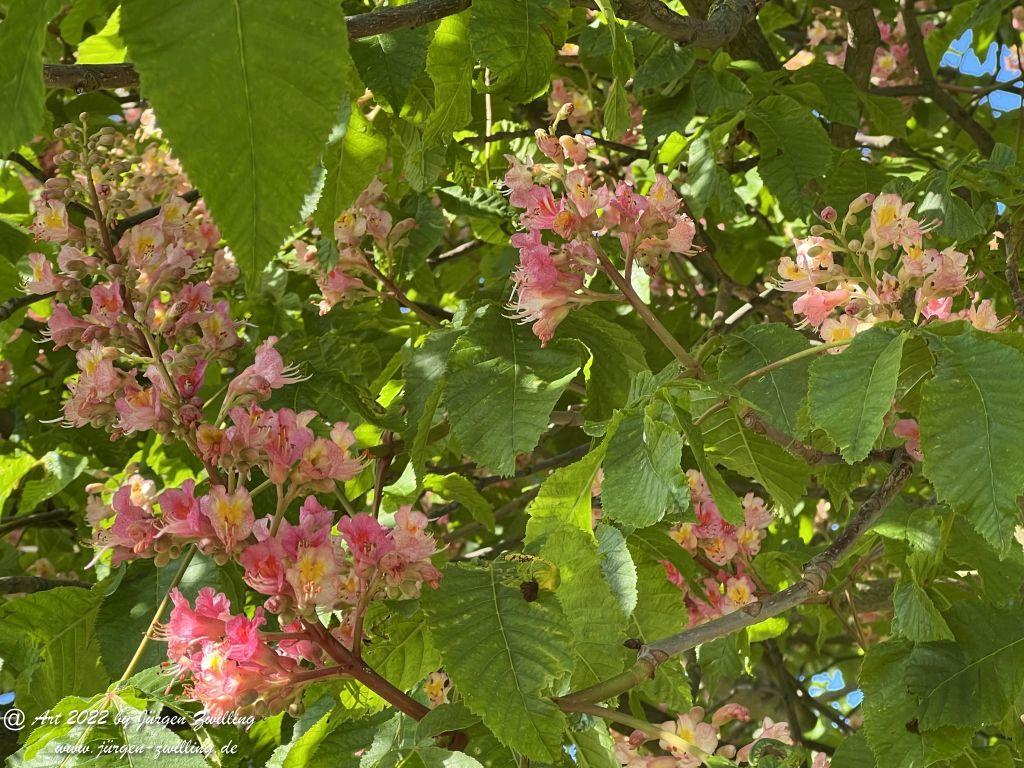 Rotblühende Kastanie - Hackenheim - Rheinhessen