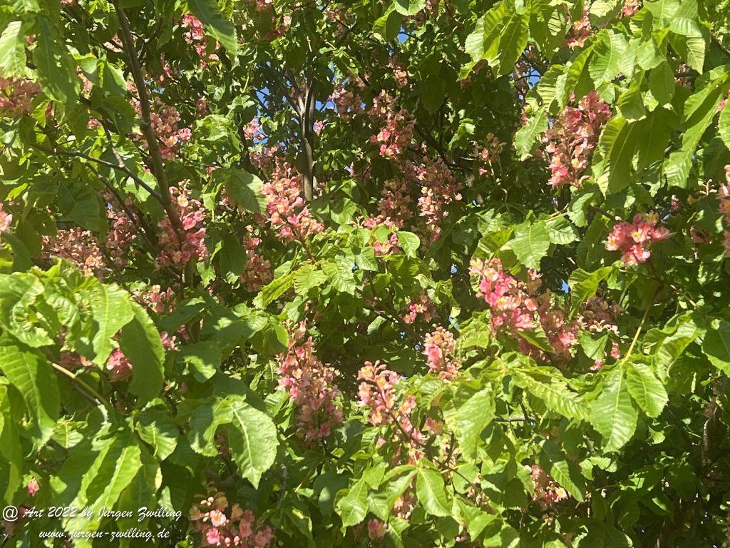 Rotblühende Kastanie - Hackenheim - Rheinhessen