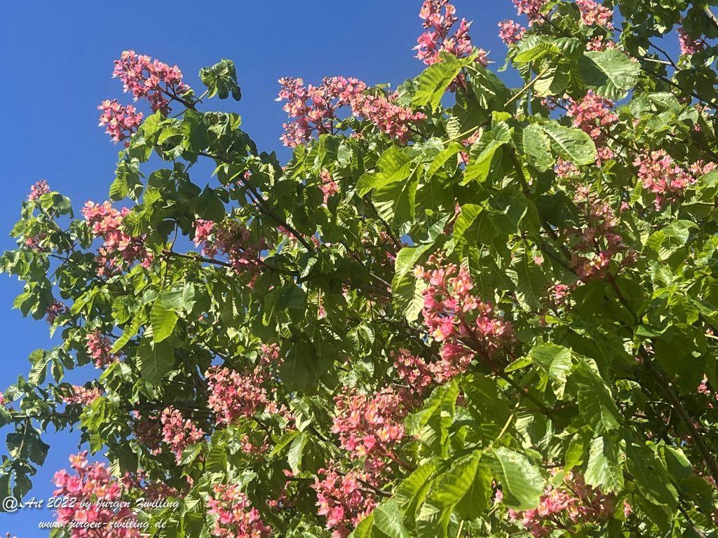 Rotblühende Kastanie - Hackenheim - Rheinhessen