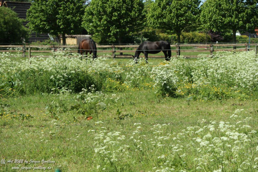 Neuharlingersiel - Friesland - Nordsee