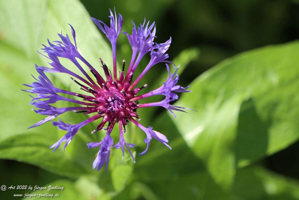 Neuharlingersiel - Friesland - Nordsee
