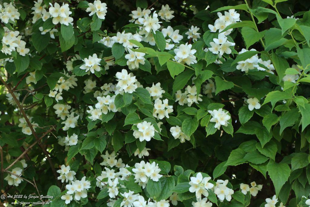 Amerikanischer Jasmin - Hackenheim - Rheinhessen