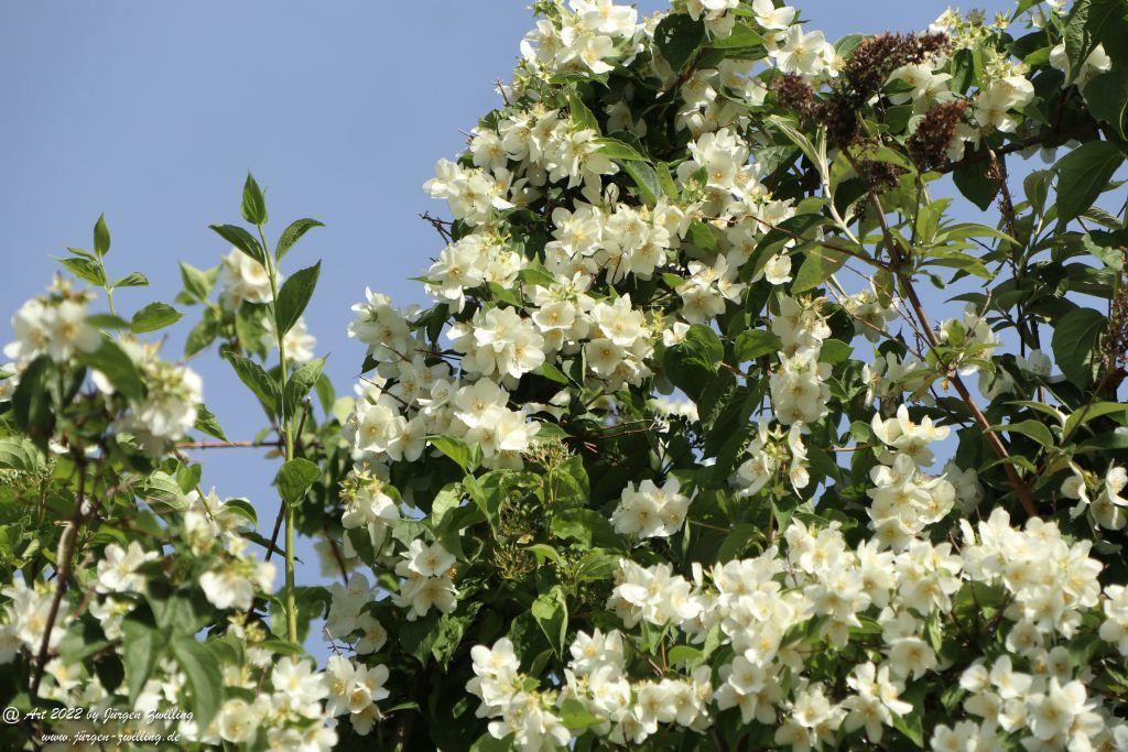 Amerikanischer Jasmin - Hackenheim - Rheinhessen