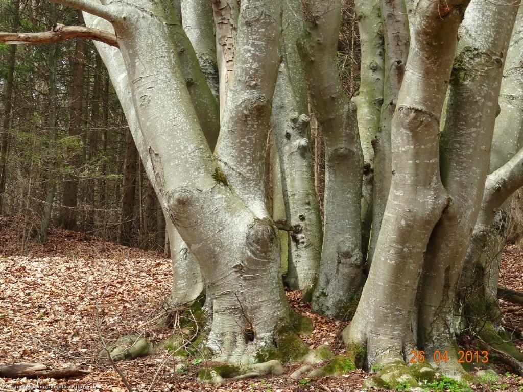Philosophische Bildwanderung Traufgang  Zollernburg-Panorama