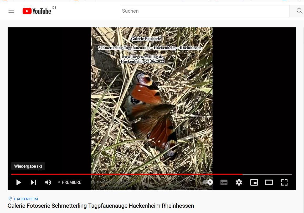 Schmetterling Tagpfauenauge - Hackenheim - Rheinhessen