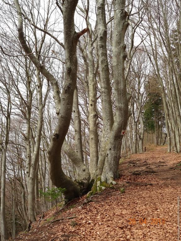 Philosophische Bildwanderung Traufgang Zollernburg-Panorama