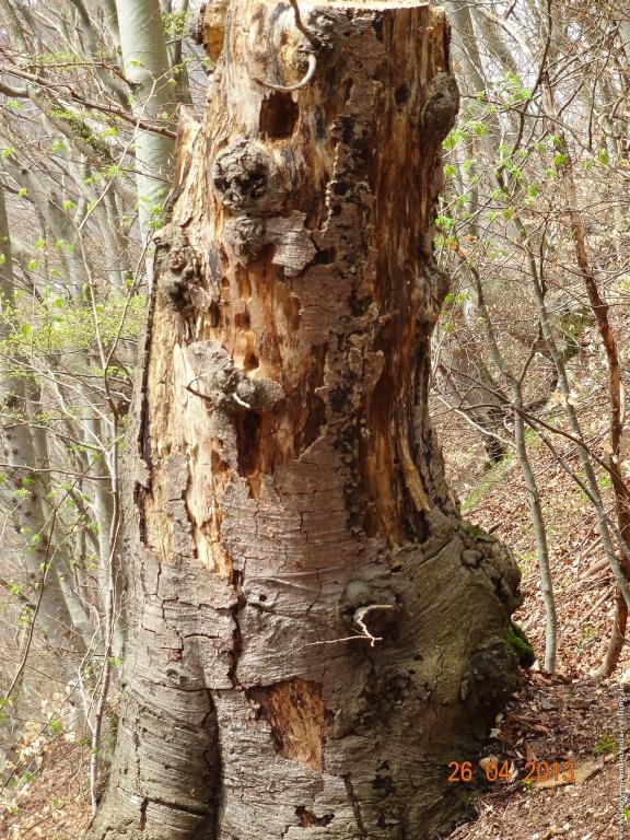 Philosophische Bildwanderung Traufgang Zollernburg-Panorama