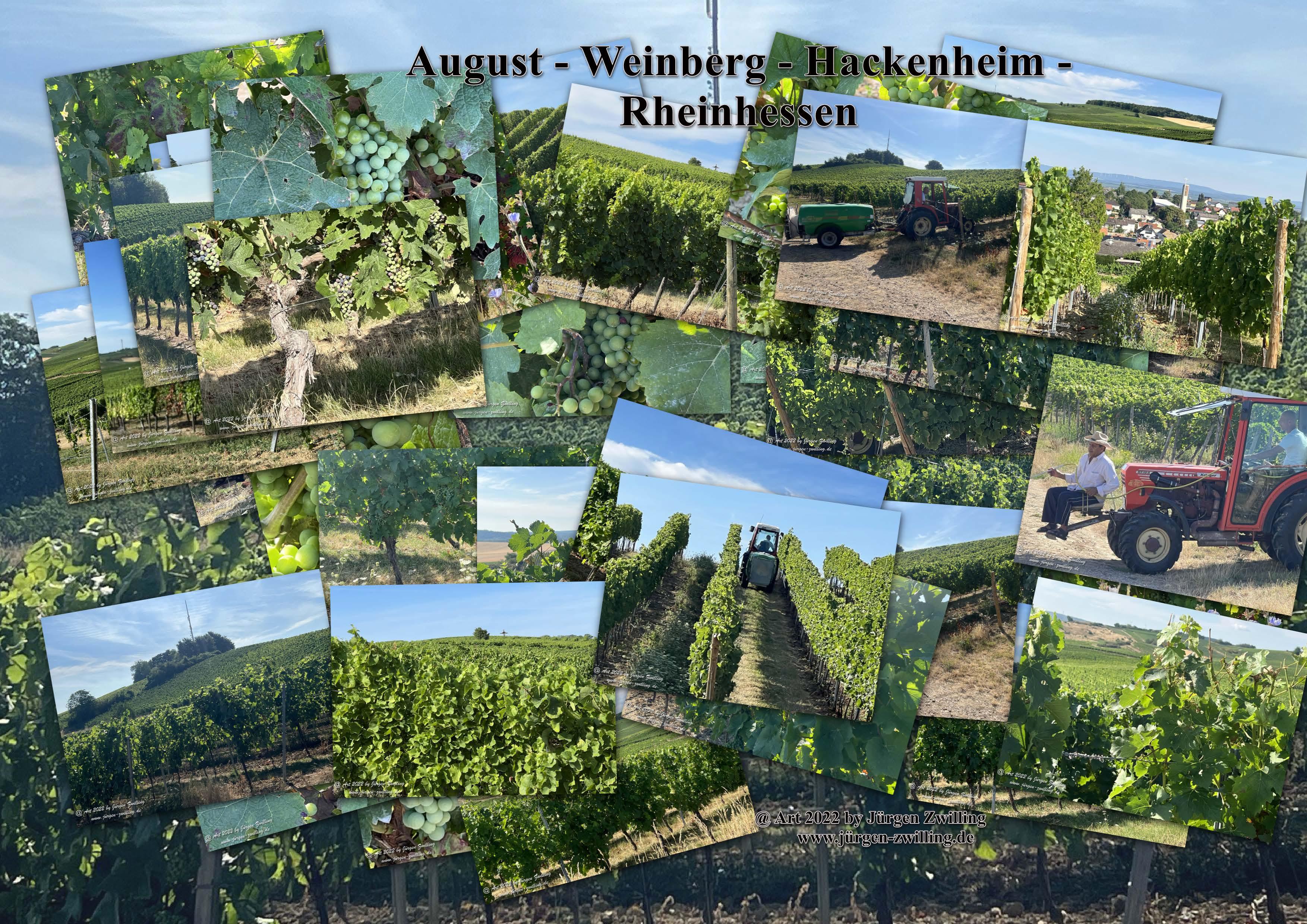 August - Weinberg - Hackenheim - Rheinhessen