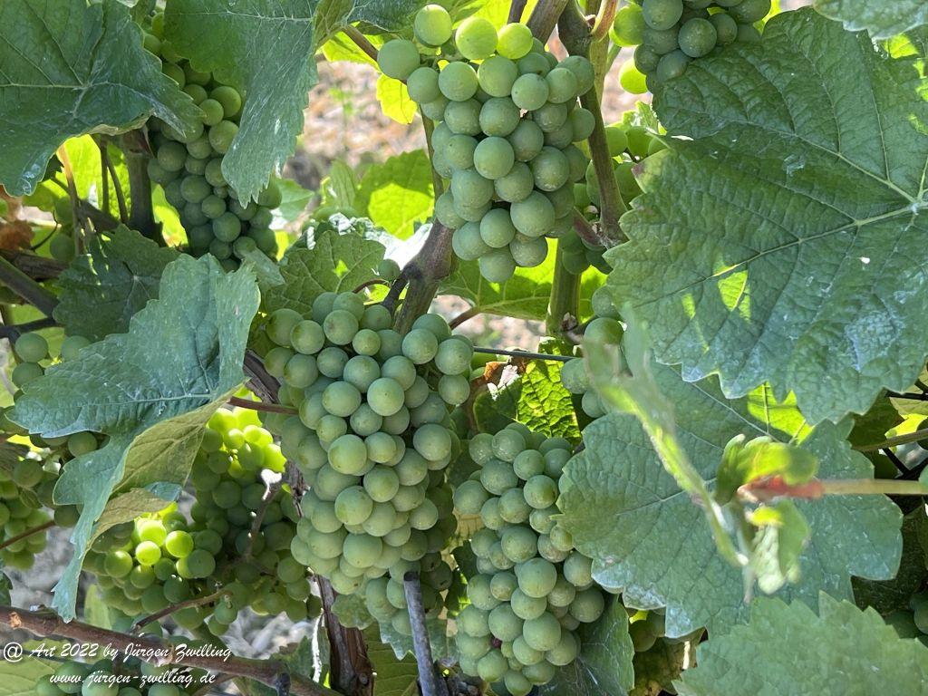 August - Weinberg - Hackenheim - Rheinhessen