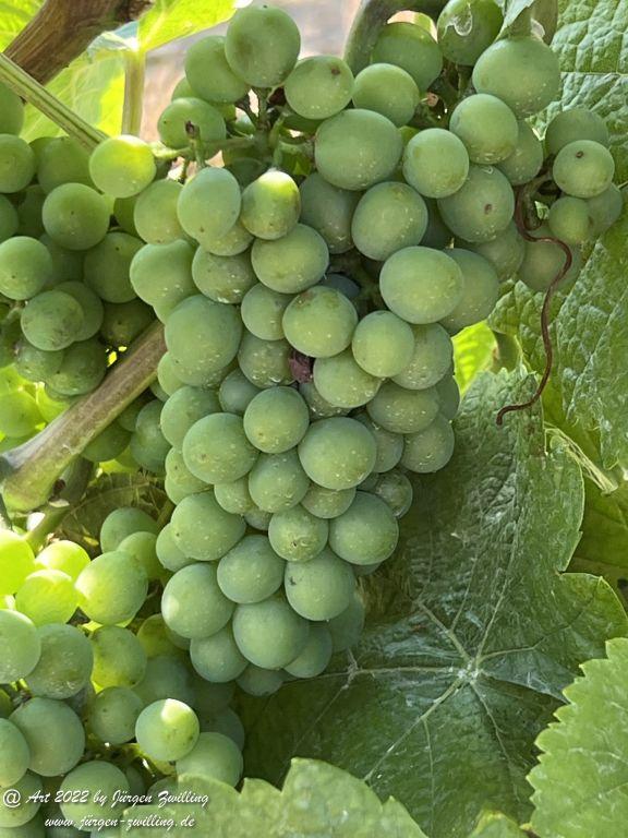 August - Weinberg - Hackenheim - Rheinhessen