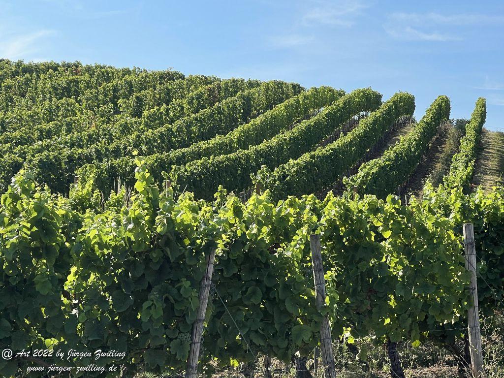 August - Weinberg - Hackenheim - Rheinhessen