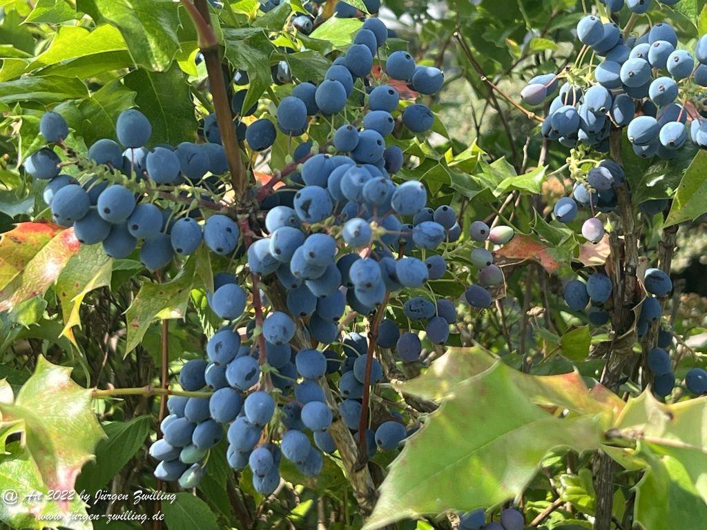 Fruits of Mahonia japonica - Hackenheim - Rheinhessen
