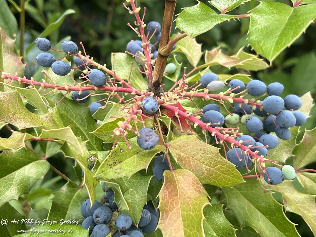Fruits of Mahonia japonica - Hackenheim - Rheinhessen