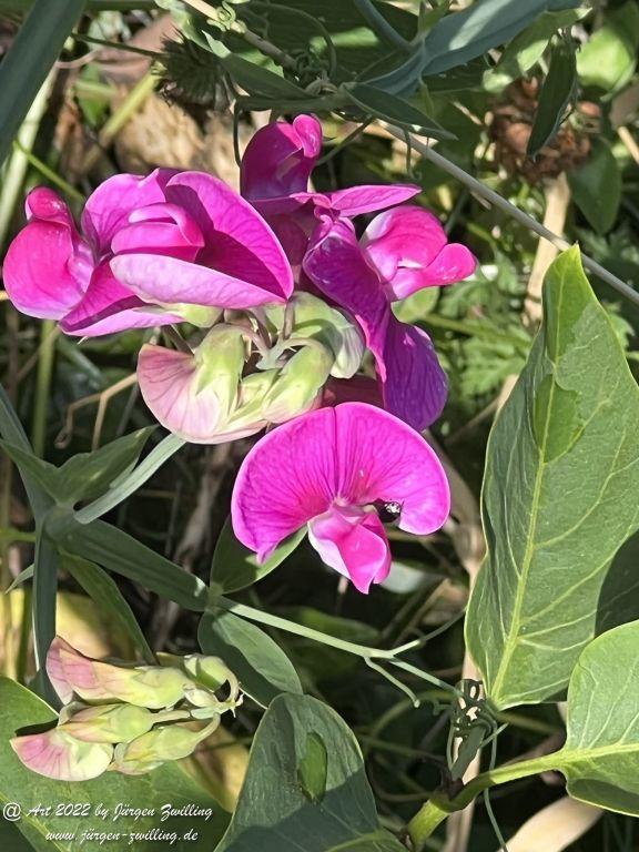 Knollen-Platterbse - Hackenheim - Rheinhessen