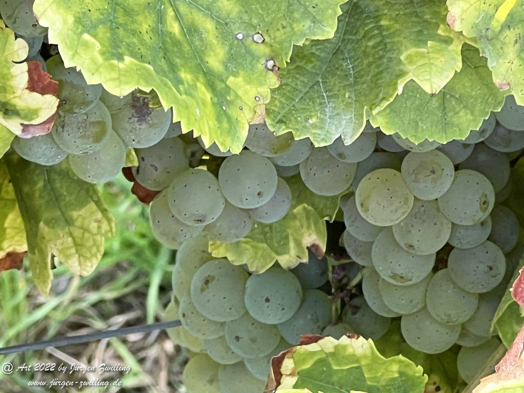 Oktober Weinberge - Hackenheim - Rheinhessen