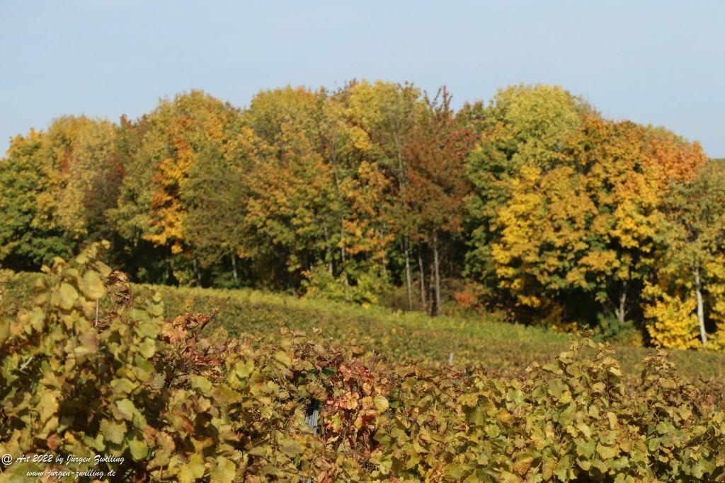 Weinberge in Herbstfarben - Hackenheim - Rheinhessen