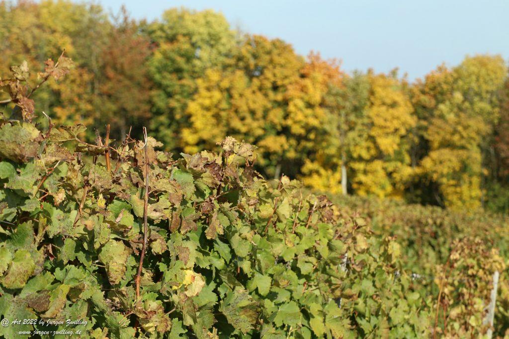 Weinberge in Herbstfarben - Hackenheim - Rheinhessen