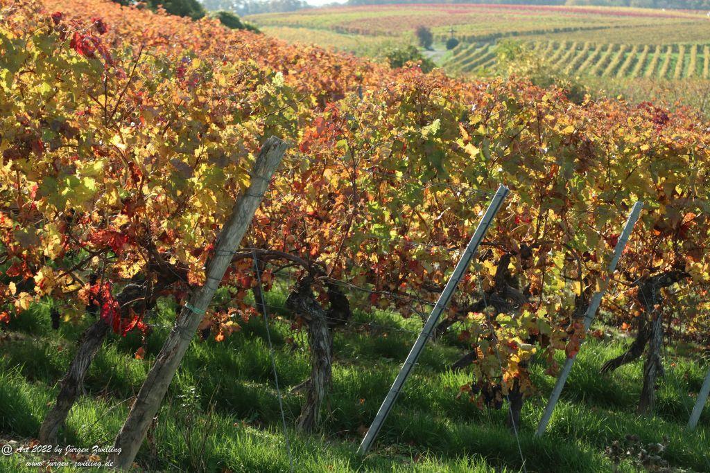 Weinberge in Herbstfarben - Hackenheim - Rheinhessen