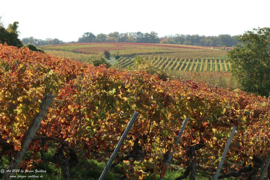 Weinberge in Herbstfarben - Hackenheim - Rheinhessen