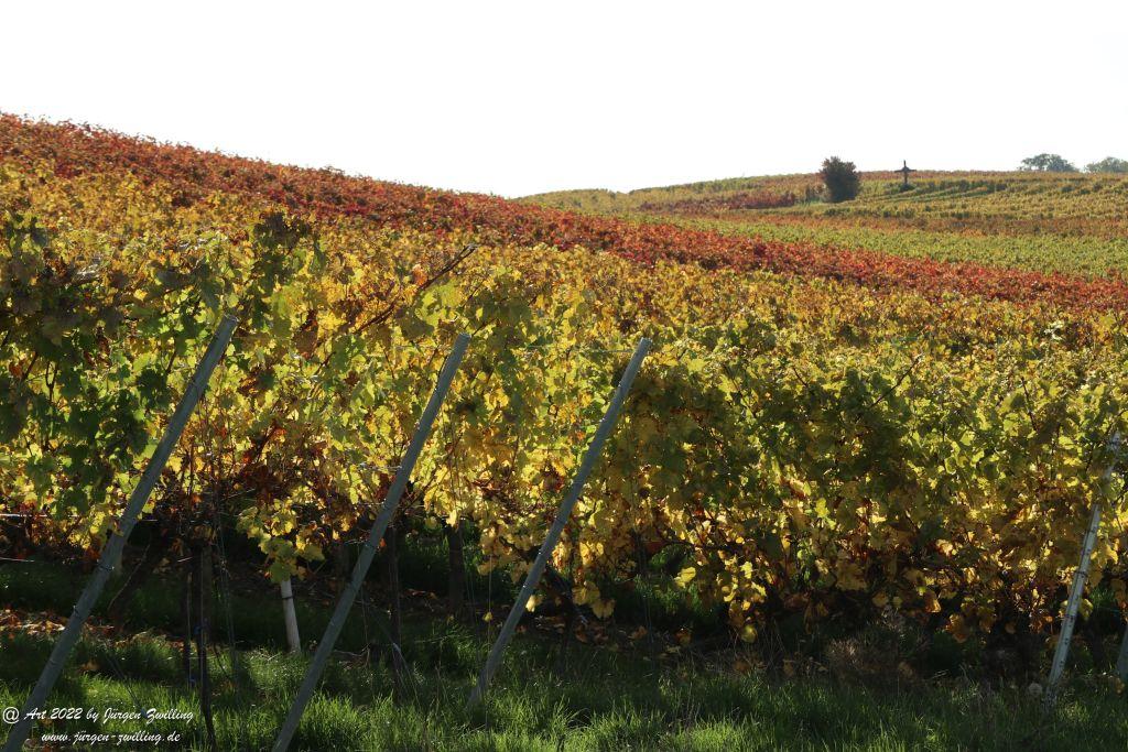 Weinberge in Herbstfarben - Hackenheim - Rheinhessen