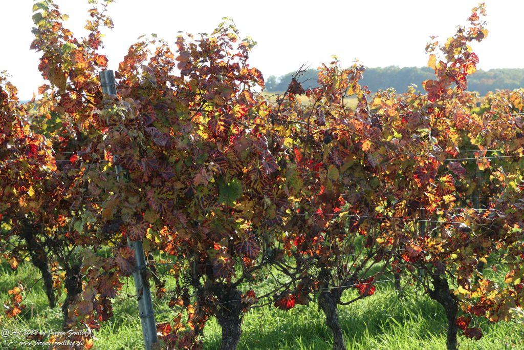 Weinberge in Herbstfarben - Hackenheim - Rheinhessen