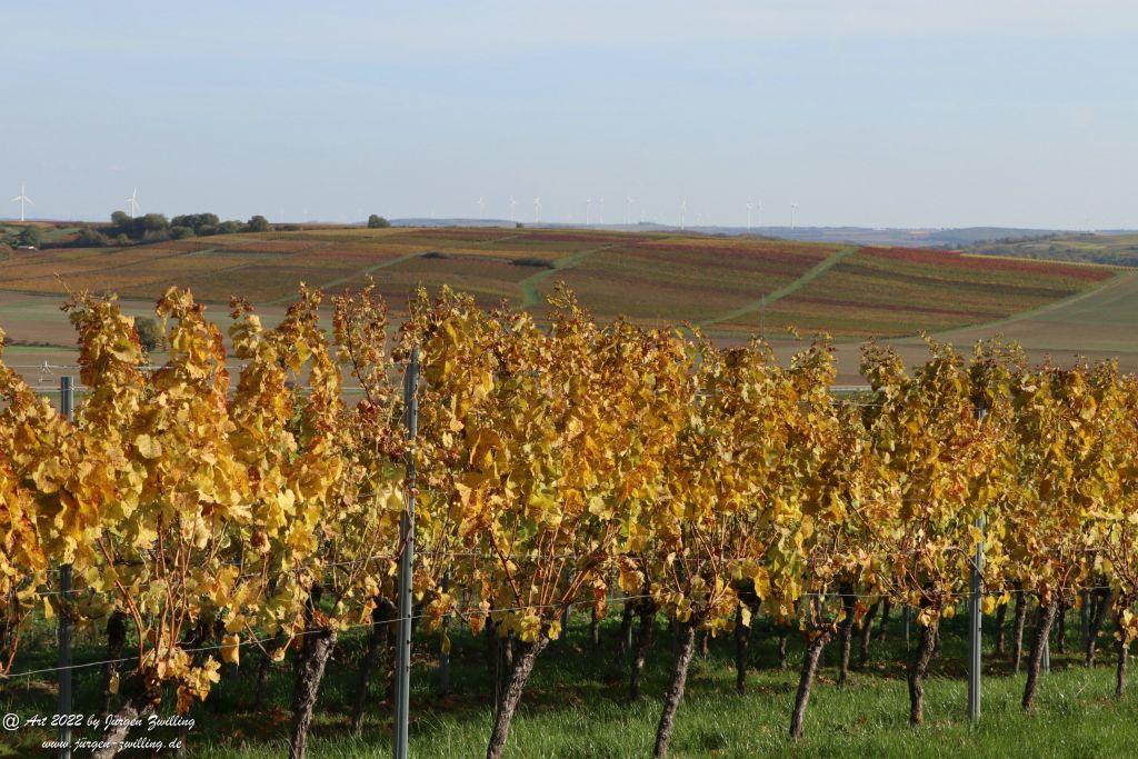 Weinberge in Herbstfarben - Hackenheim - Rheinhessen