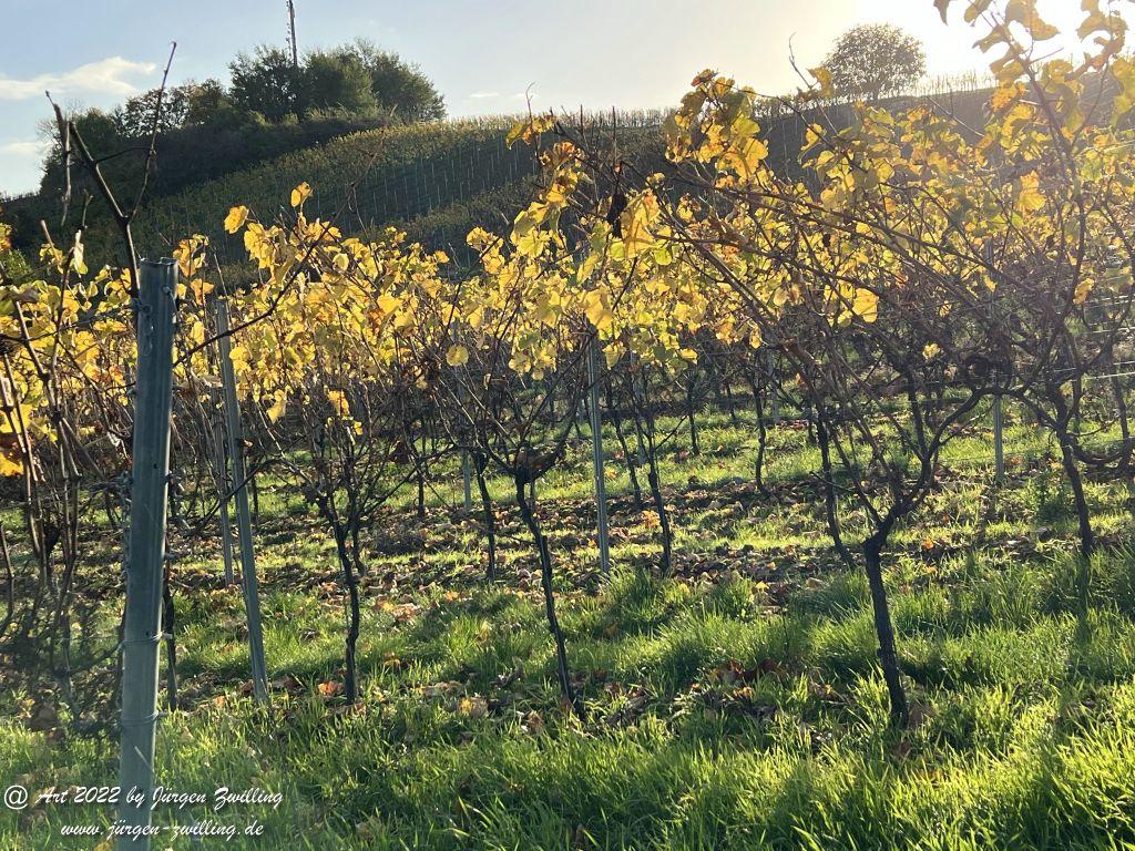 November - Weinberge 2022 - Hackenheim Rheinhessen