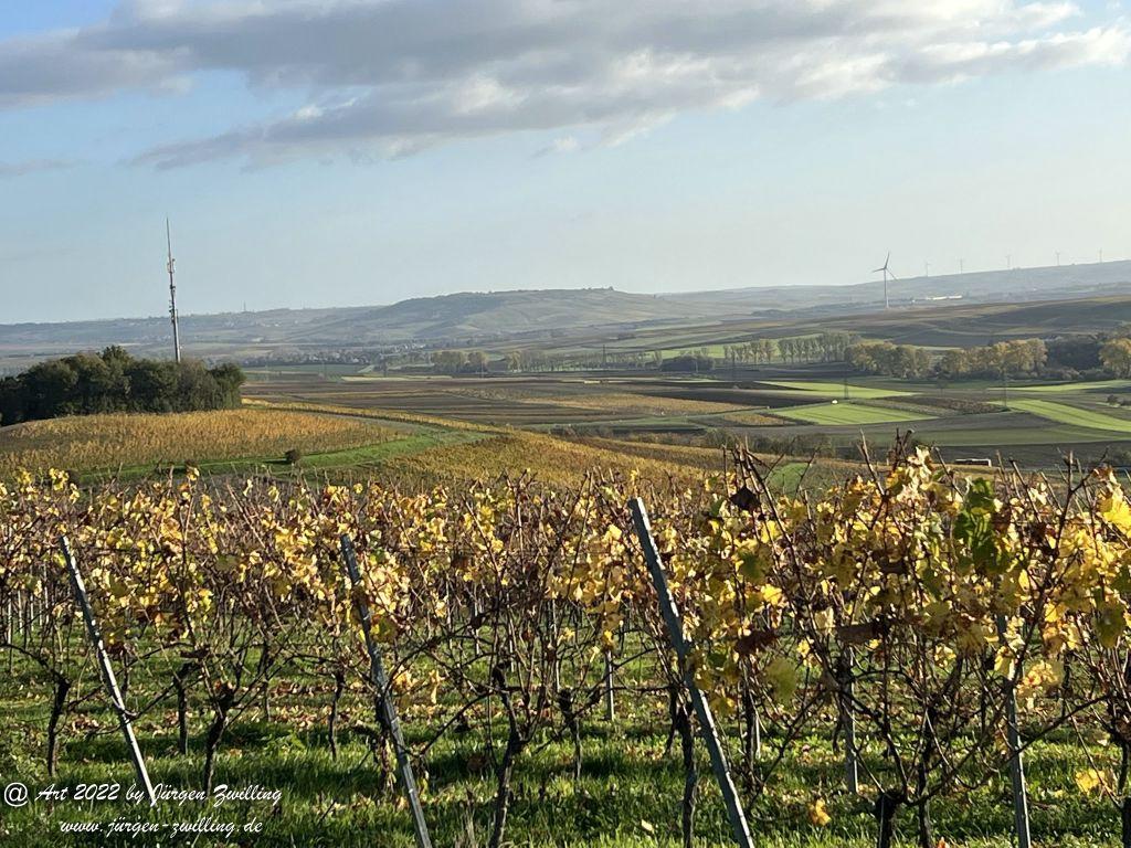 November - Weinberge 2022 - Hackenheim Rheinhessen
