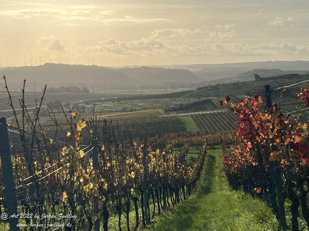 November - Weinberge 2022 - Hackenheim Rheinhessen